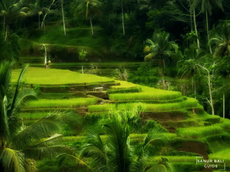 Best Day Trips From Sanur Sanur Bali Guide