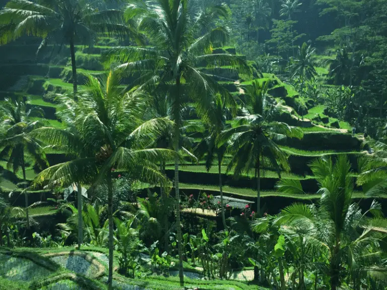 Best Day Trips From Sanur Sanur Bali Guide